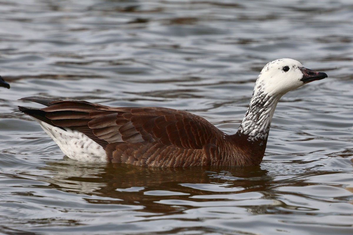 Snow/Ross's x Cackling/Canada Goose (hybrid) - ML646754345