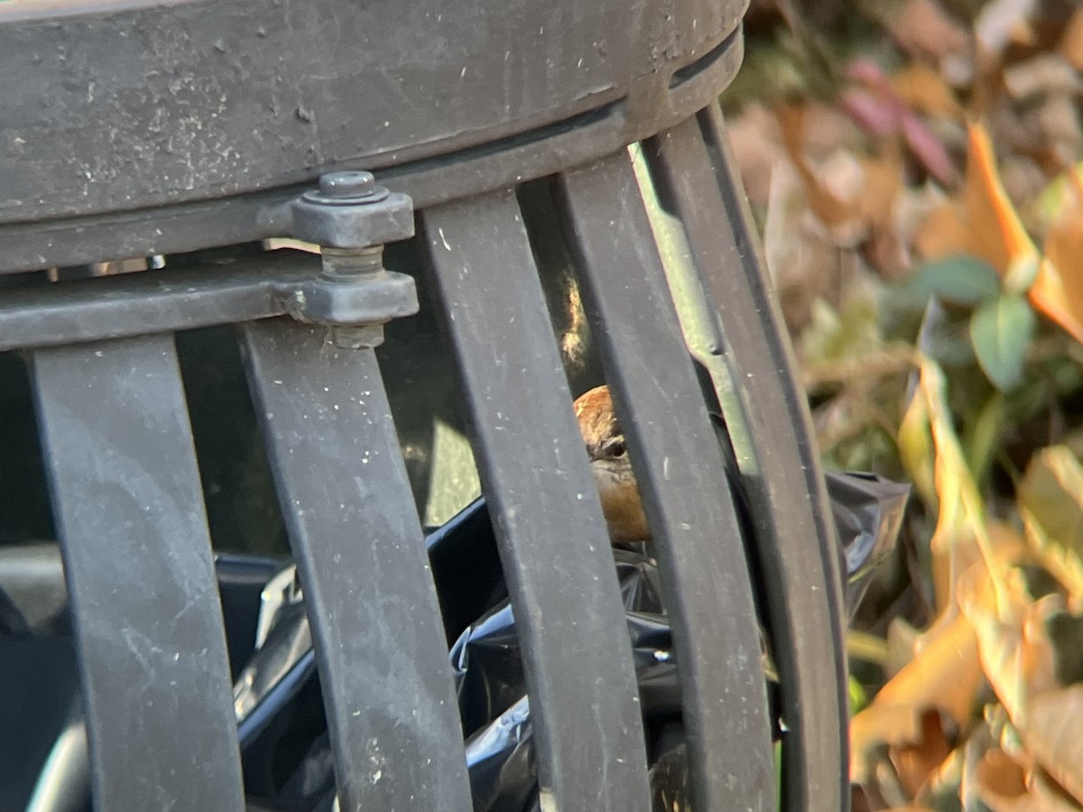 Поплітник каролінський - ML646754347