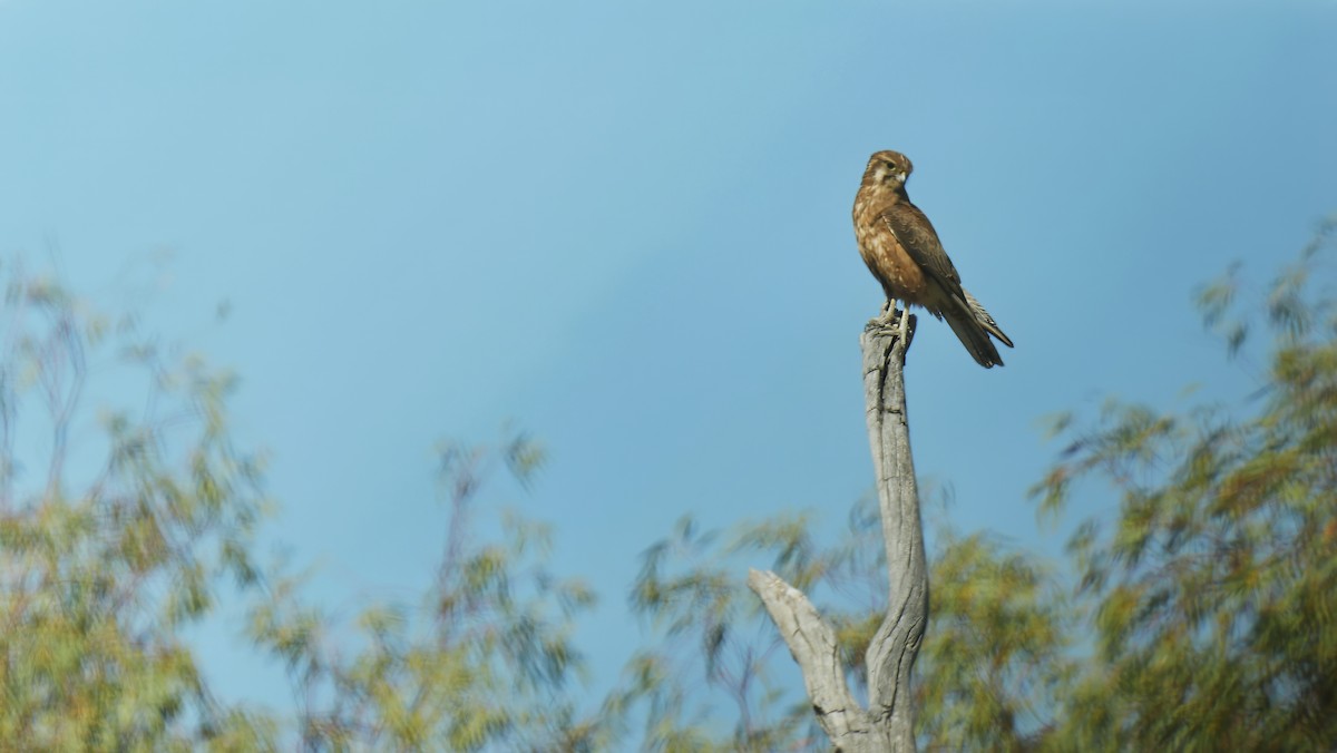 Brown Falcon - ML646754348