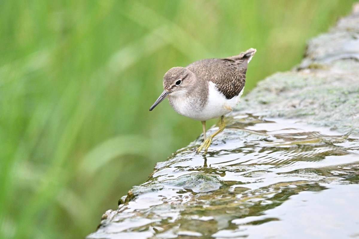 ביצנית לבנת-בטן - ML646754349