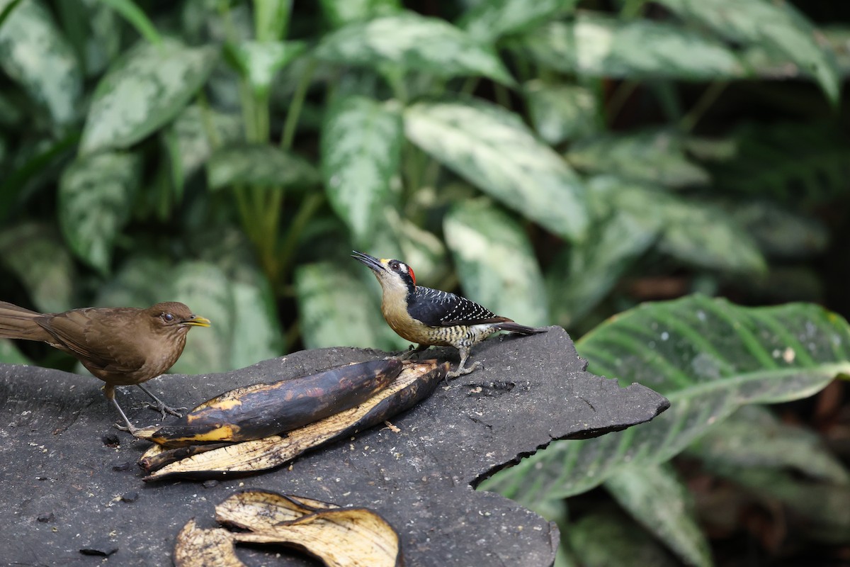 Black-cheeked Woodpecker - ML646754350
