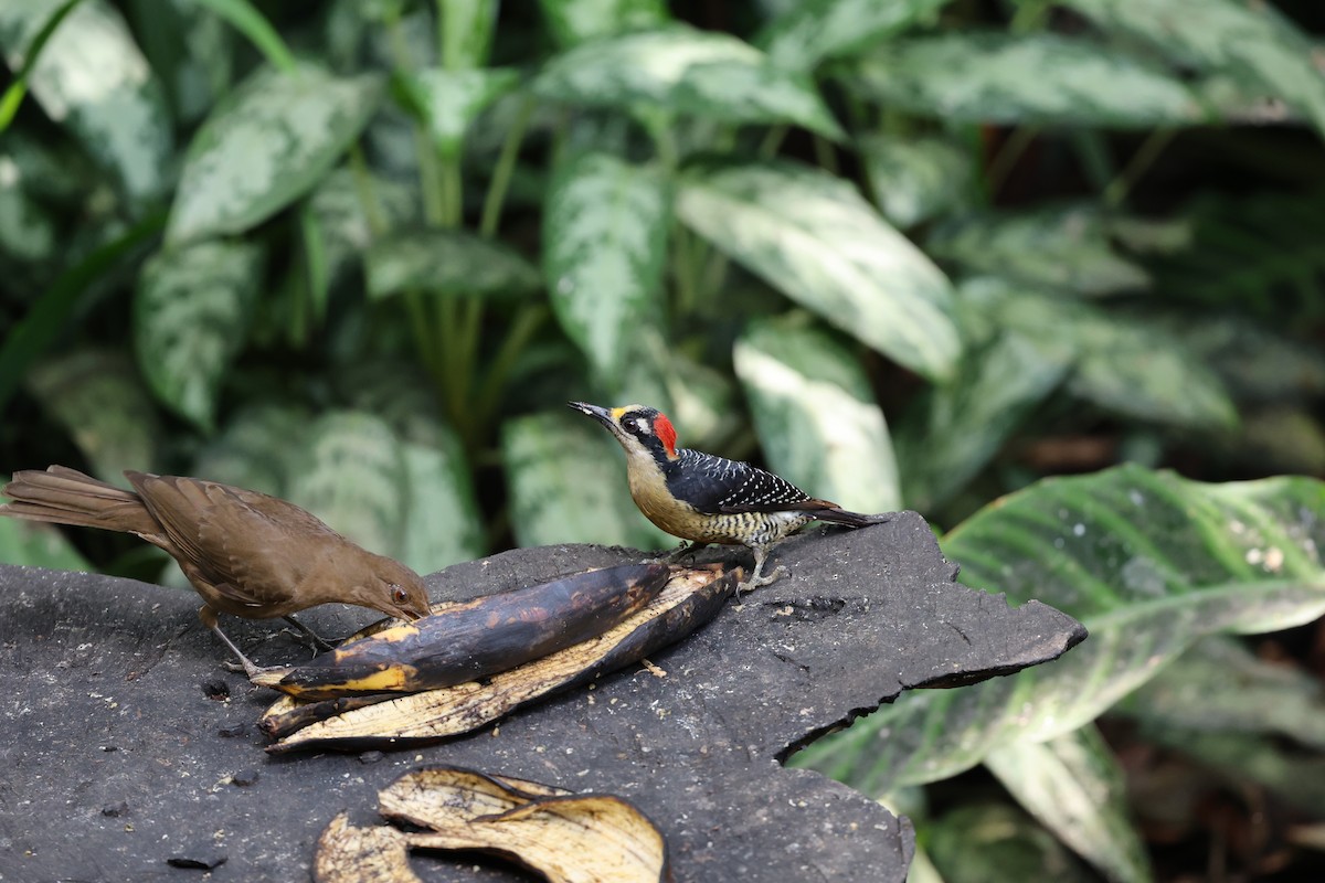 Black-cheeked Woodpecker - ML646754351