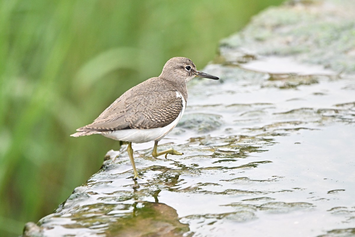 ביצנית לבנת-בטן - ML646754352