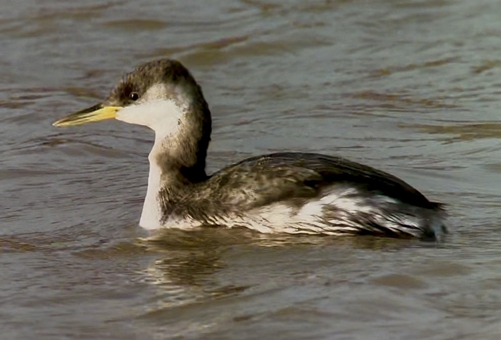 Серощёкая поганка - ML646754353