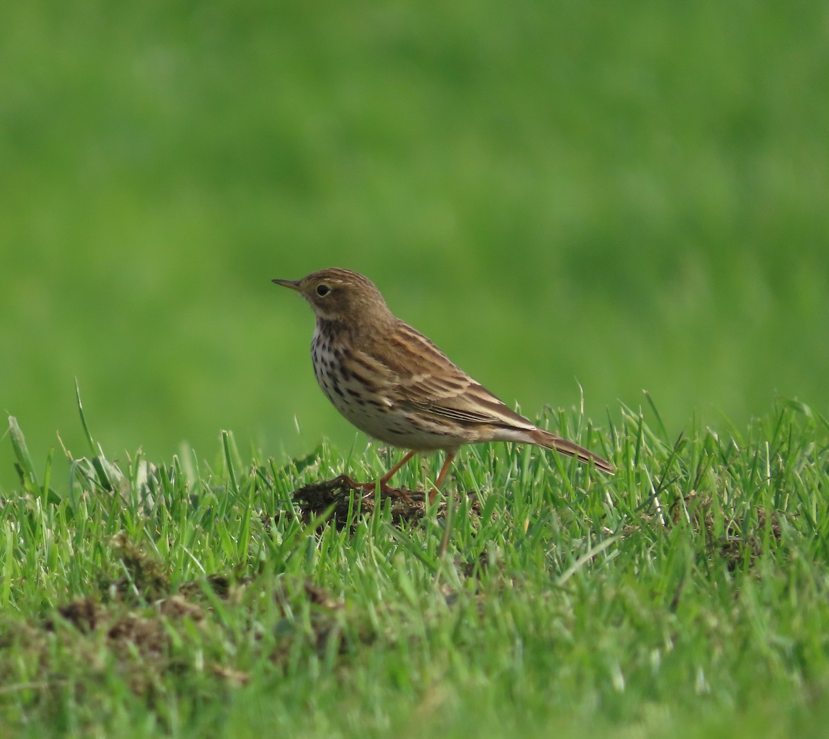 פפיון שדות - ML646754354