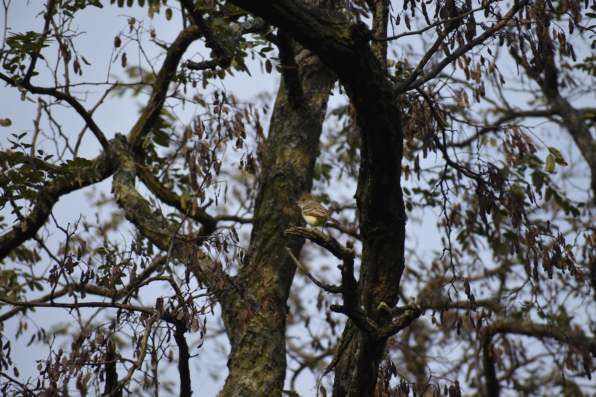 Ash-throated Flycatcher - ML646754360