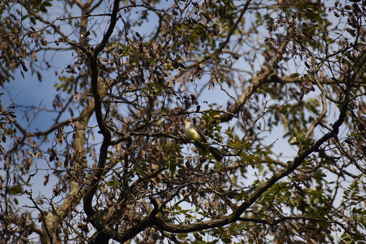 Ash-throated Flycatcher - ML646754361