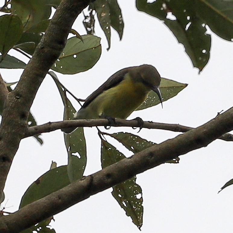 Purple Sunbird - ML646754362