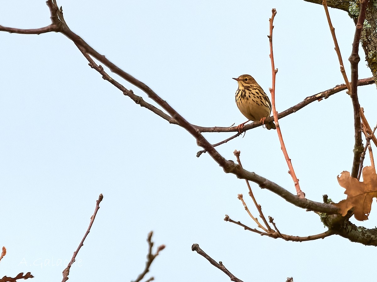 פפיון שדות - ML646754369