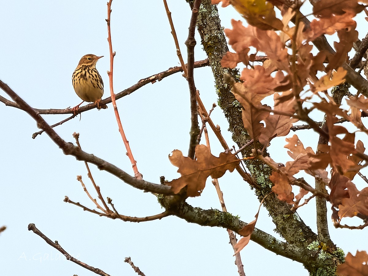 פפיון שדות - ML646754370