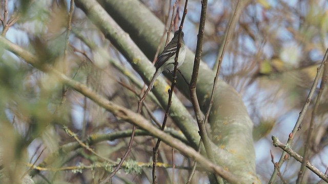 Least Flycatcher - ML646754373