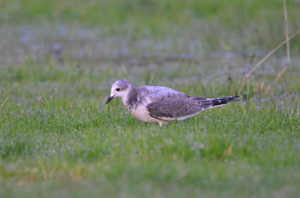 クビワカモメ - ML646754377