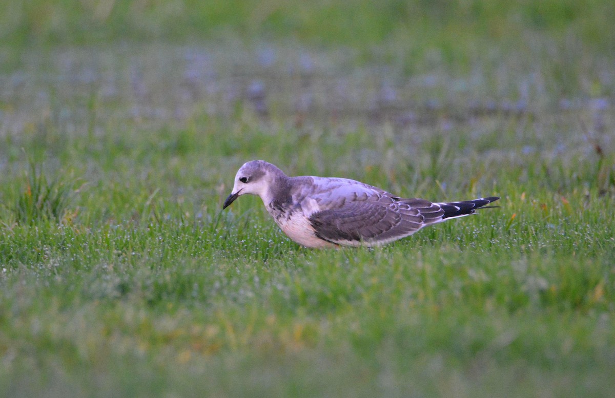 クビワカモメ - ML646754378