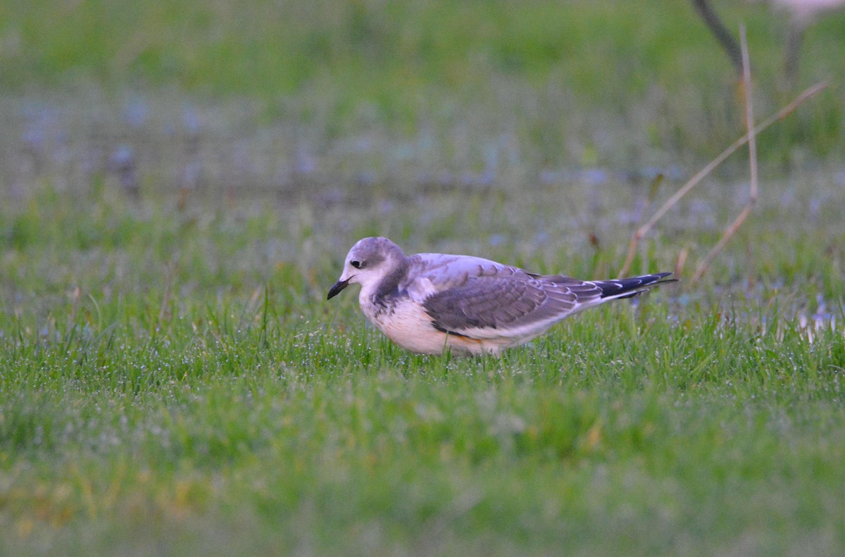 クビワカモメ - ML646754379