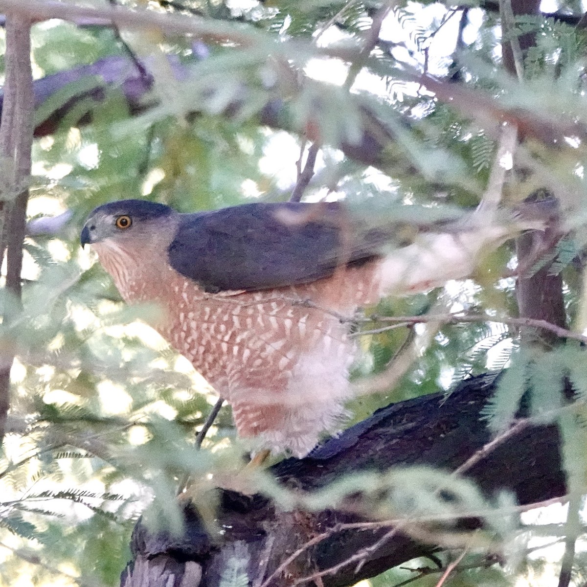 Cooper's Hawk - ML646754381