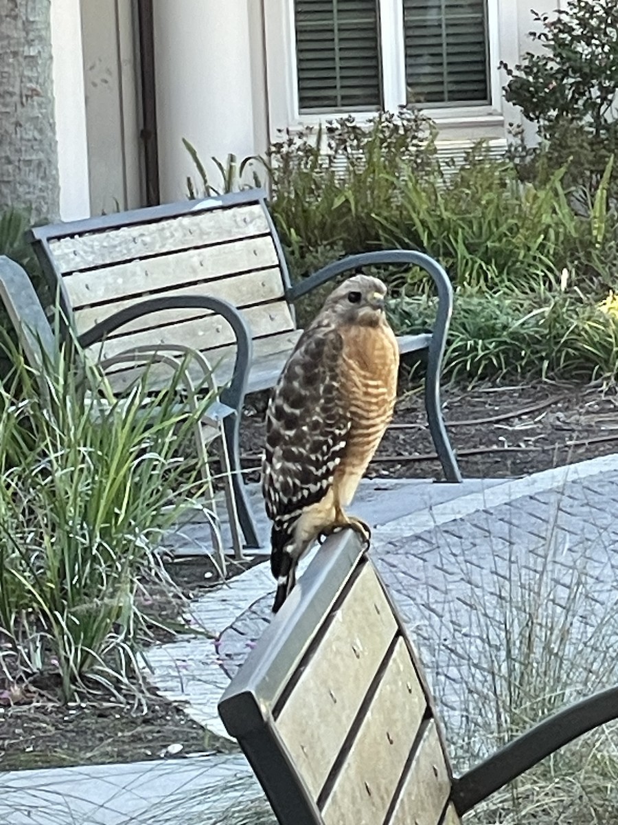 カタアカノスリ - ML646754382