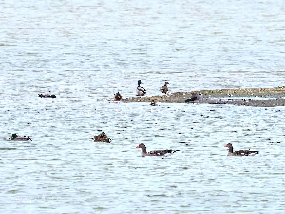 Oie cendrée - ML646754383