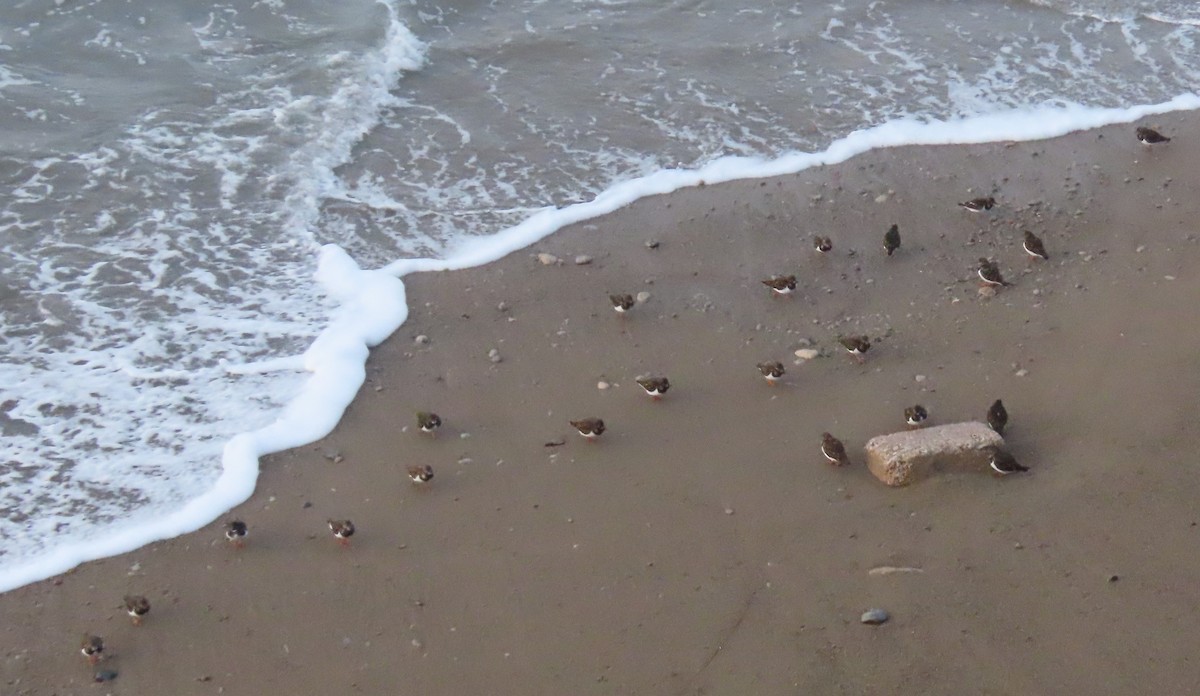 Ruddy Turnstone - ML646754386