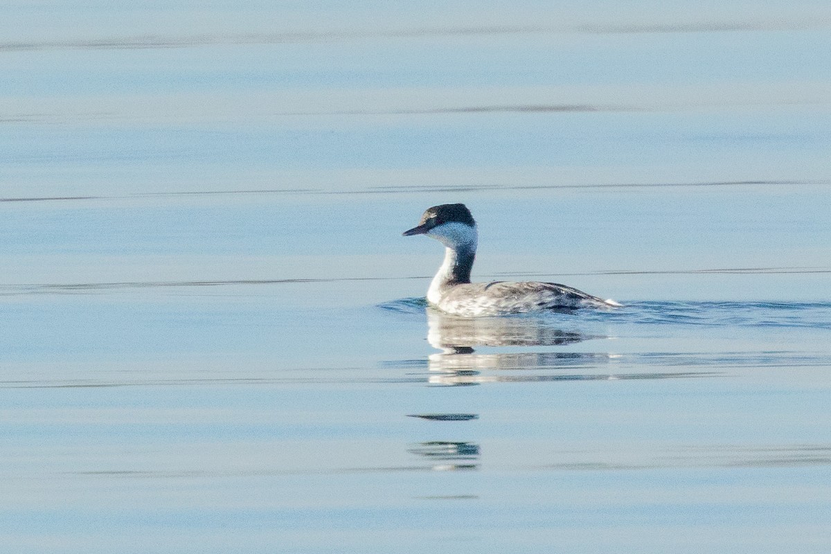 角鸊鷉 - ML646754391