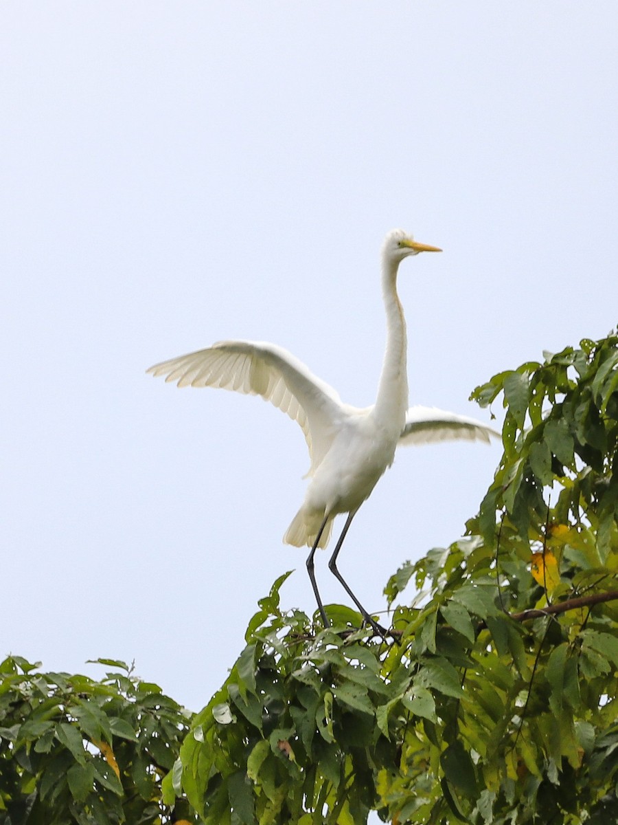 Хурган дэглий - ML646754401