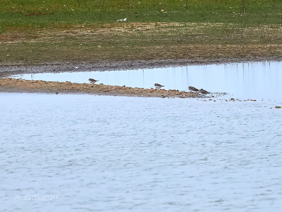 Corriere grosso - ML646754403