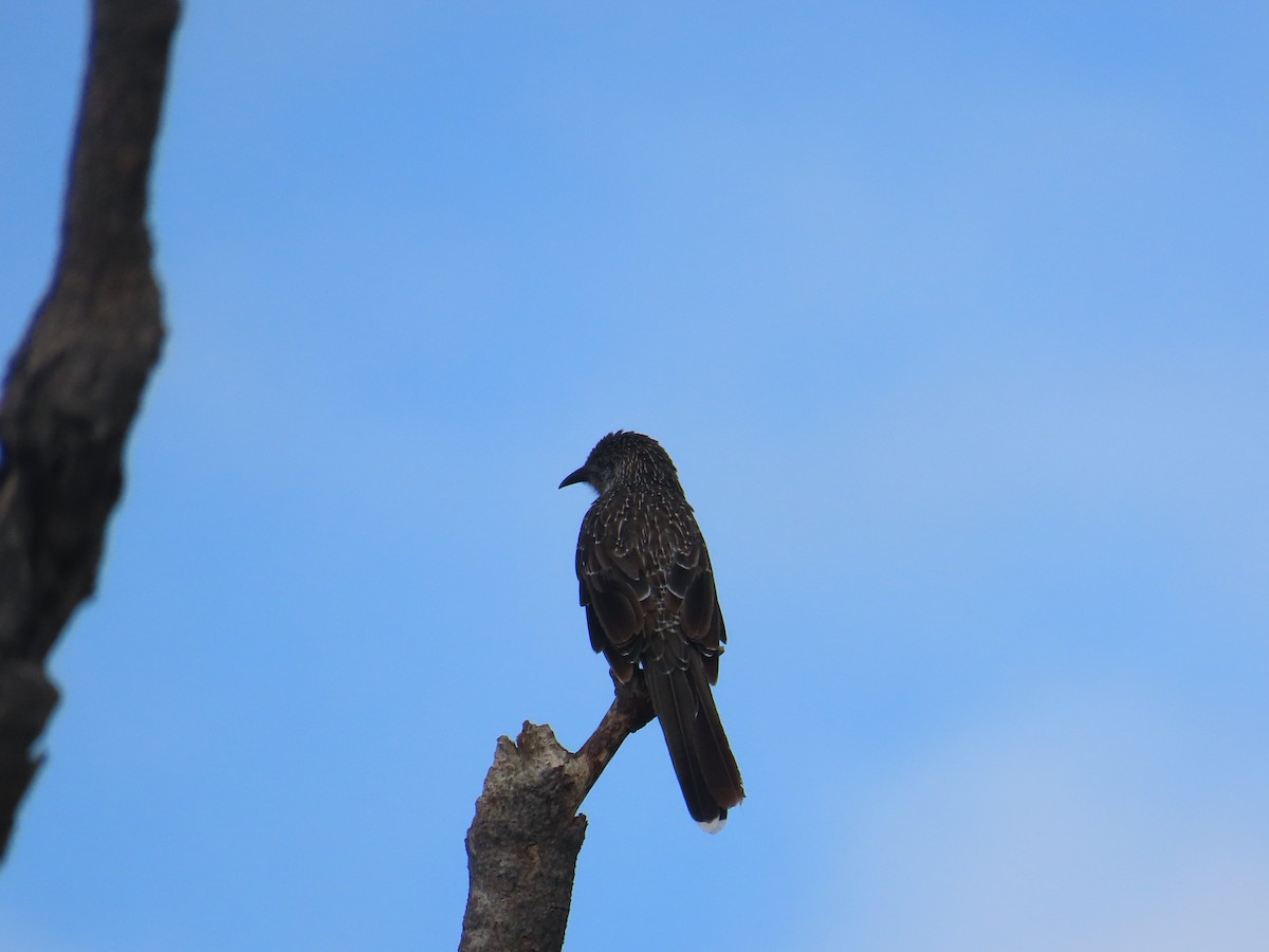Little Wattlebird - ML646754409