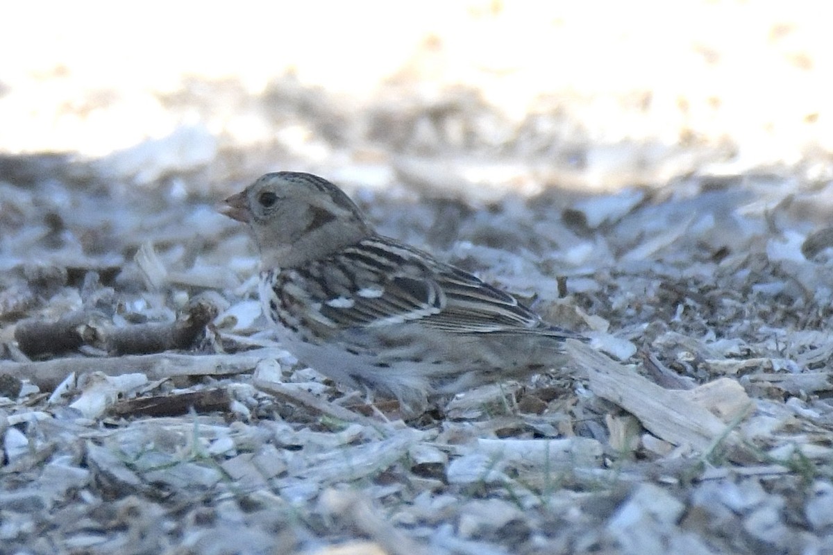 Harris's Sparrow - ML646754415