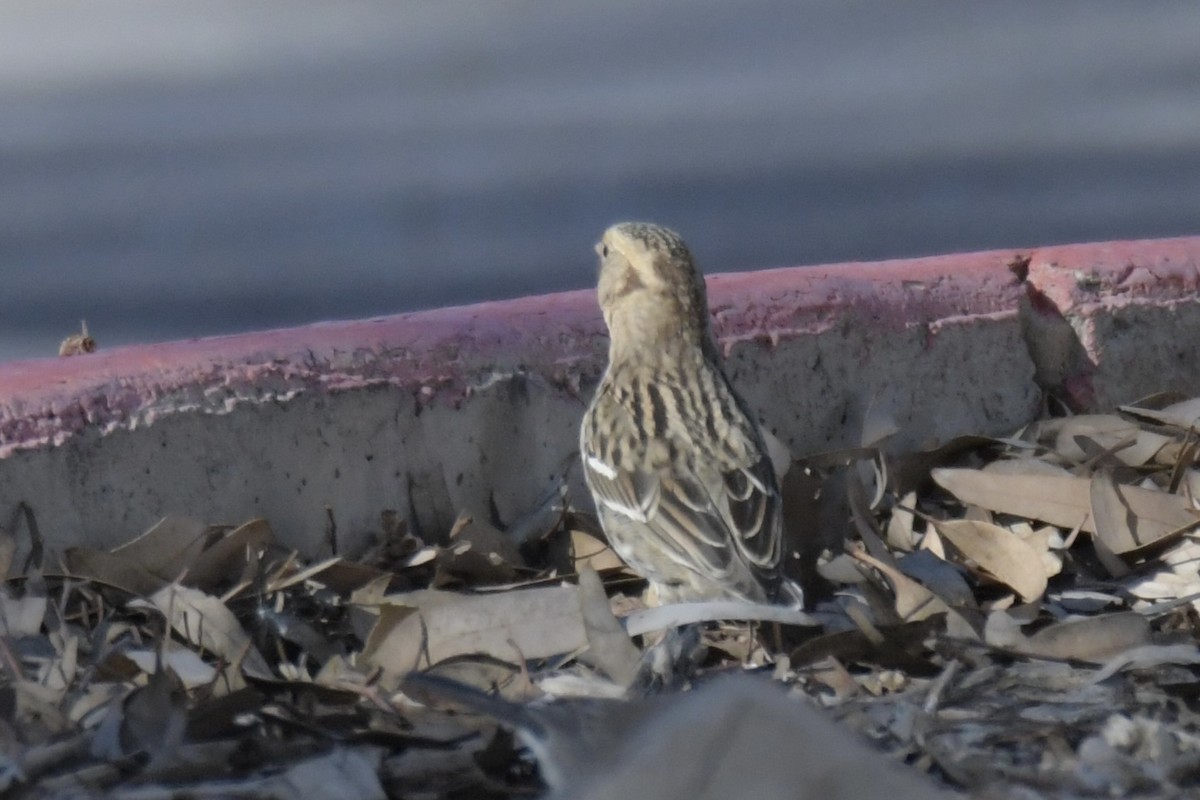 Harris's Sparrow - ML646754416