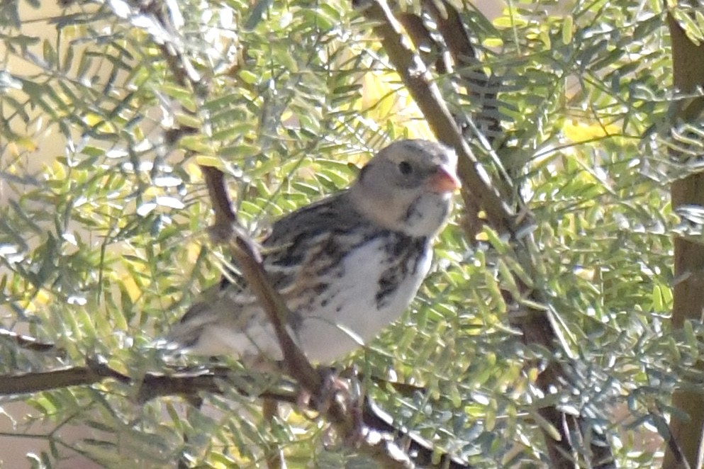 Harris's Sparrow - ML646754417