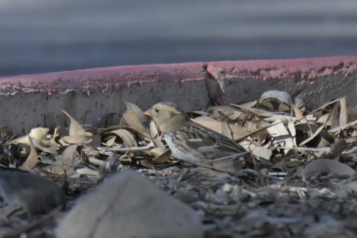 Harris's Sparrow - ML646754418