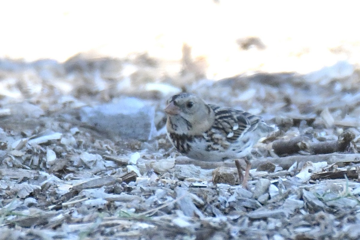 Harris's Sparrow - ML646754420
