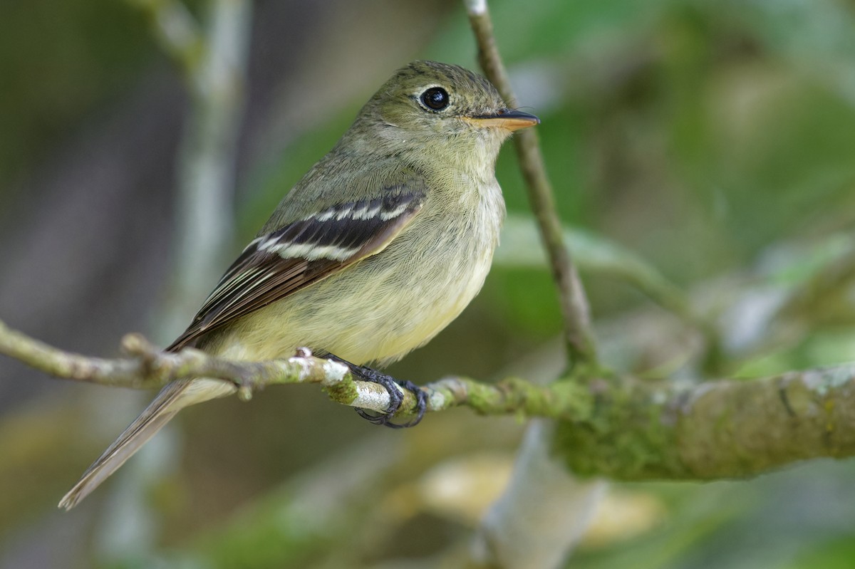 Acadian Flycatcher - ML646754427