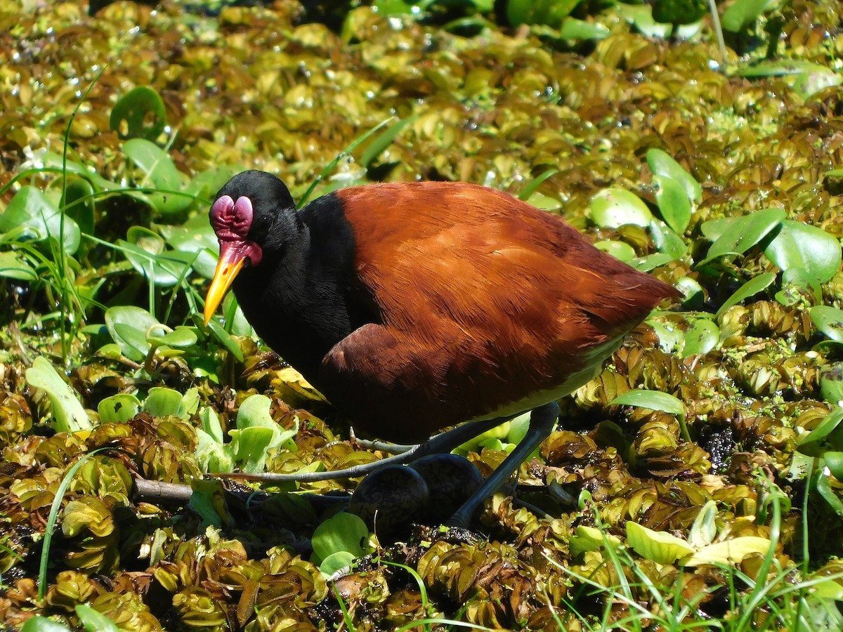 Wattled Jacana - ML646754428
