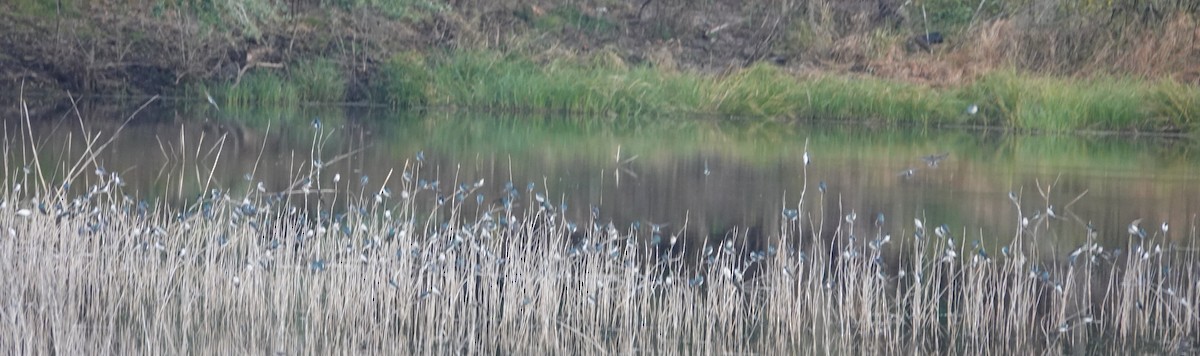 Tree Swallow - ML646754430