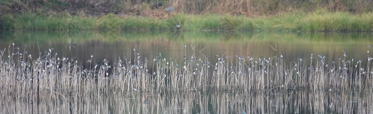 Tree Swallow - ML646754431