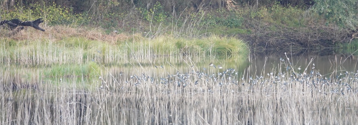 Tree Swallow - ML646754432