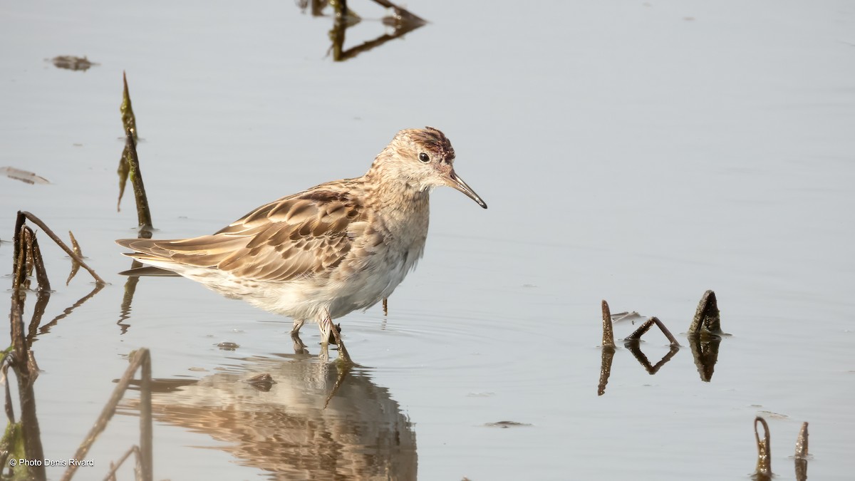 Sharp-tailed Sandpiper - ML646754436