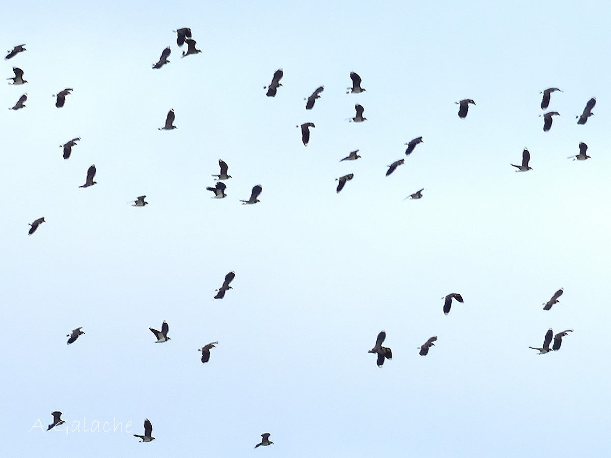 Pavoncella - ML646754437