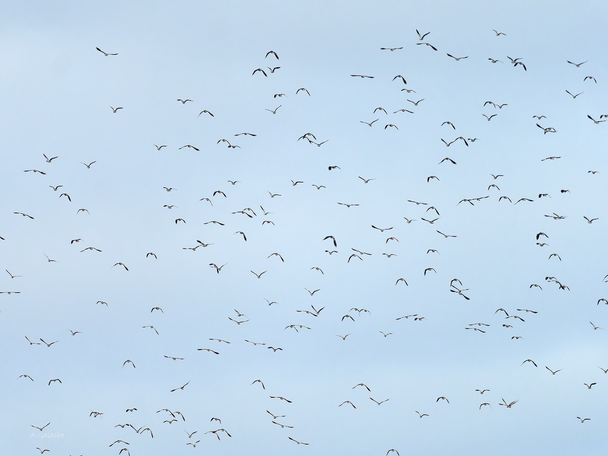 Pavoncella - ML646754438