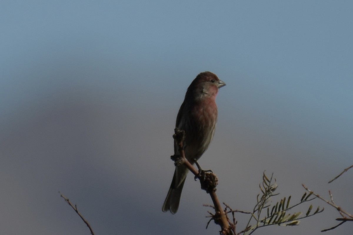 House Finch - ML646754439