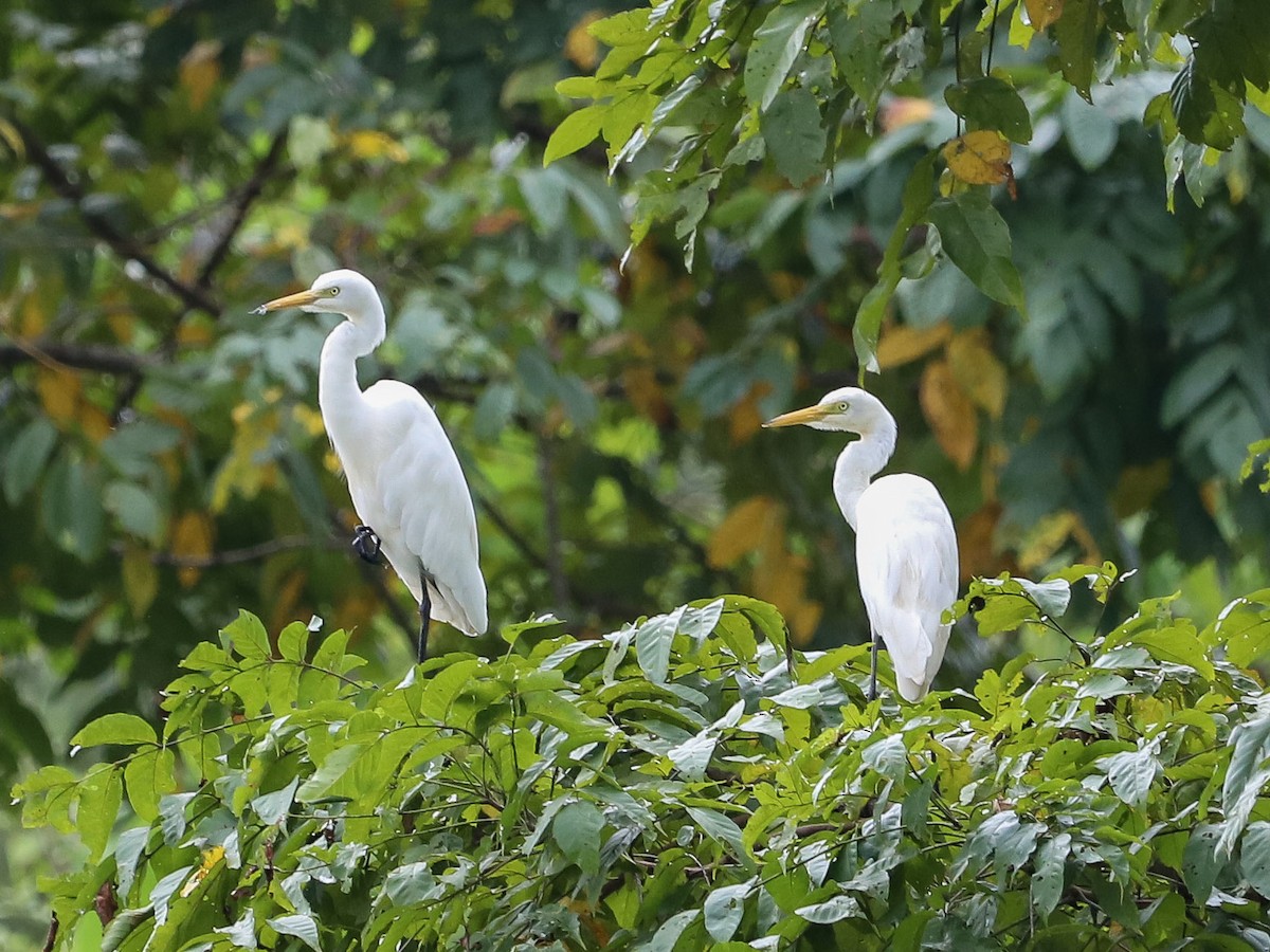 Хурган дэглий - ML646754440