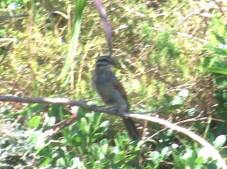 ケープホオジロ - ML646754443