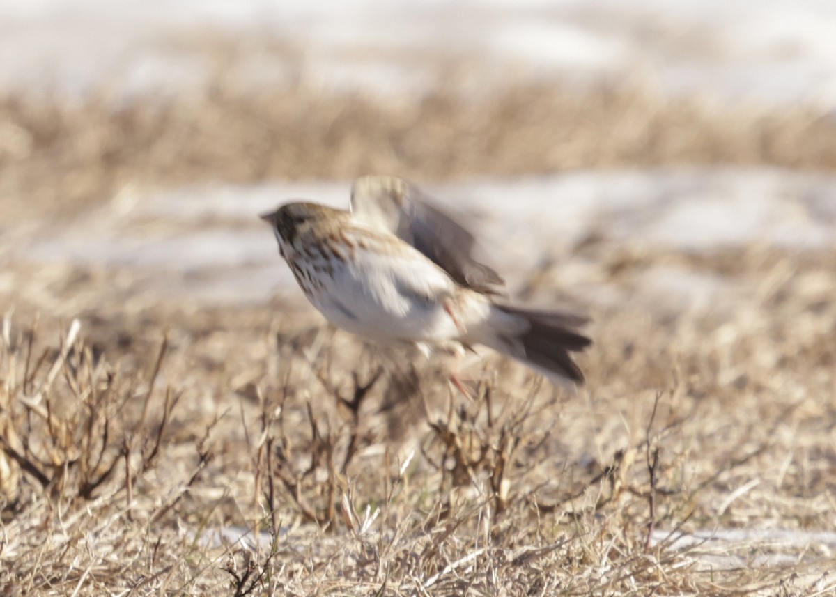 Savannah Sparrow - ML646754444