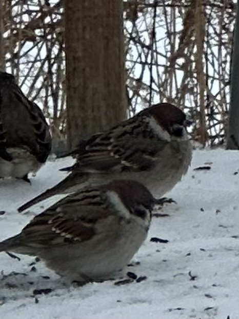 Хээрийн бор шувуу - ML646754446