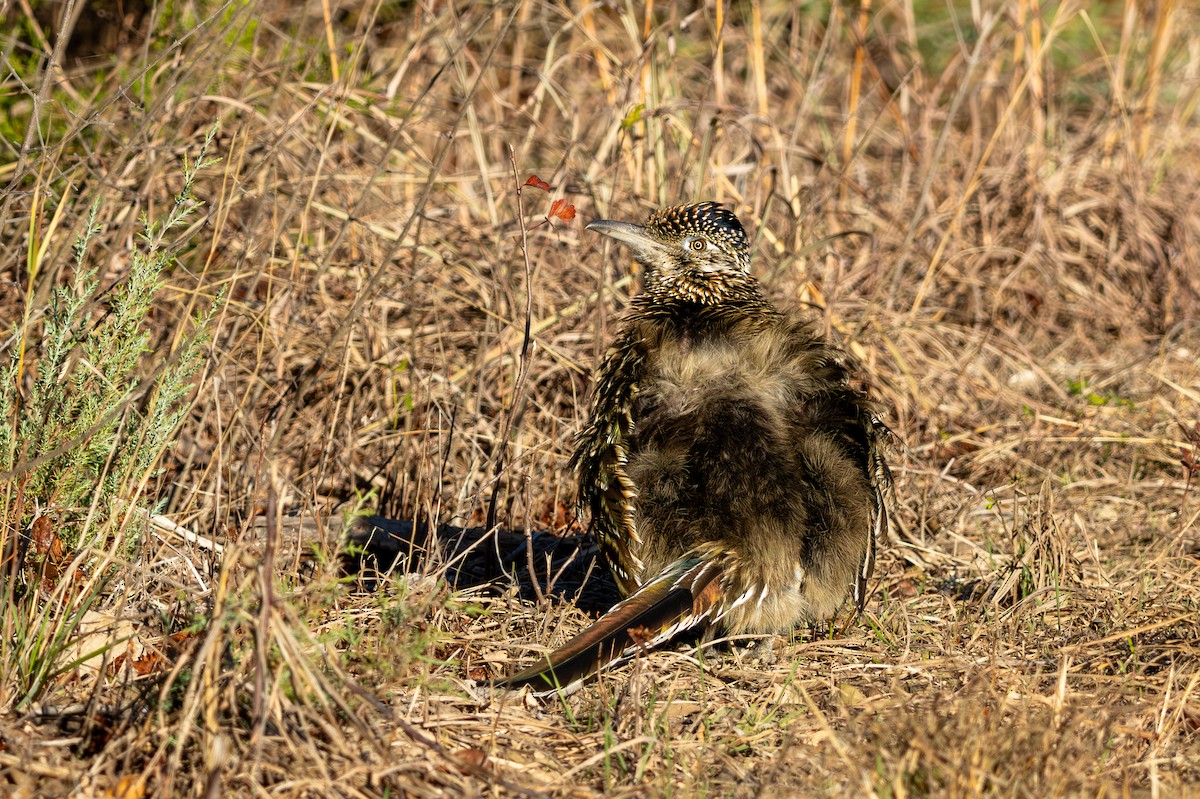 Büyük Yerkoşarı - ML646754447