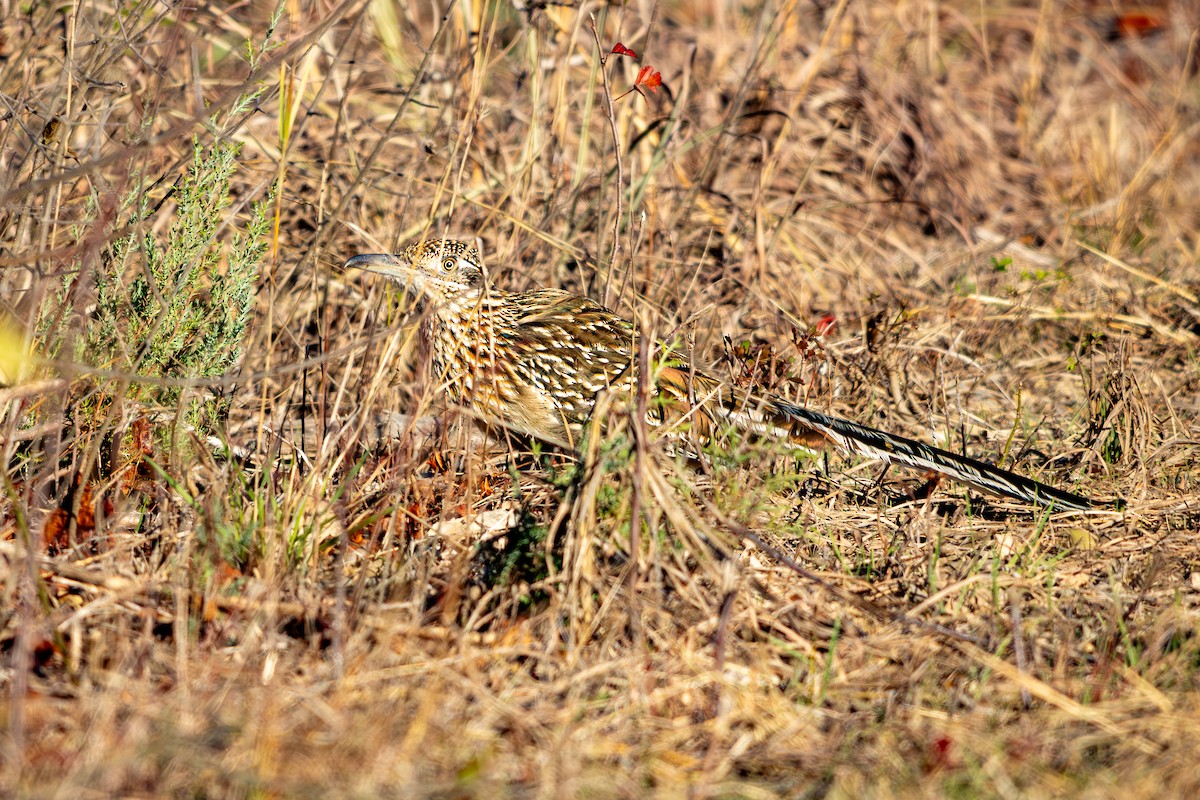 Büyük Yerkoşarı - ML646754448