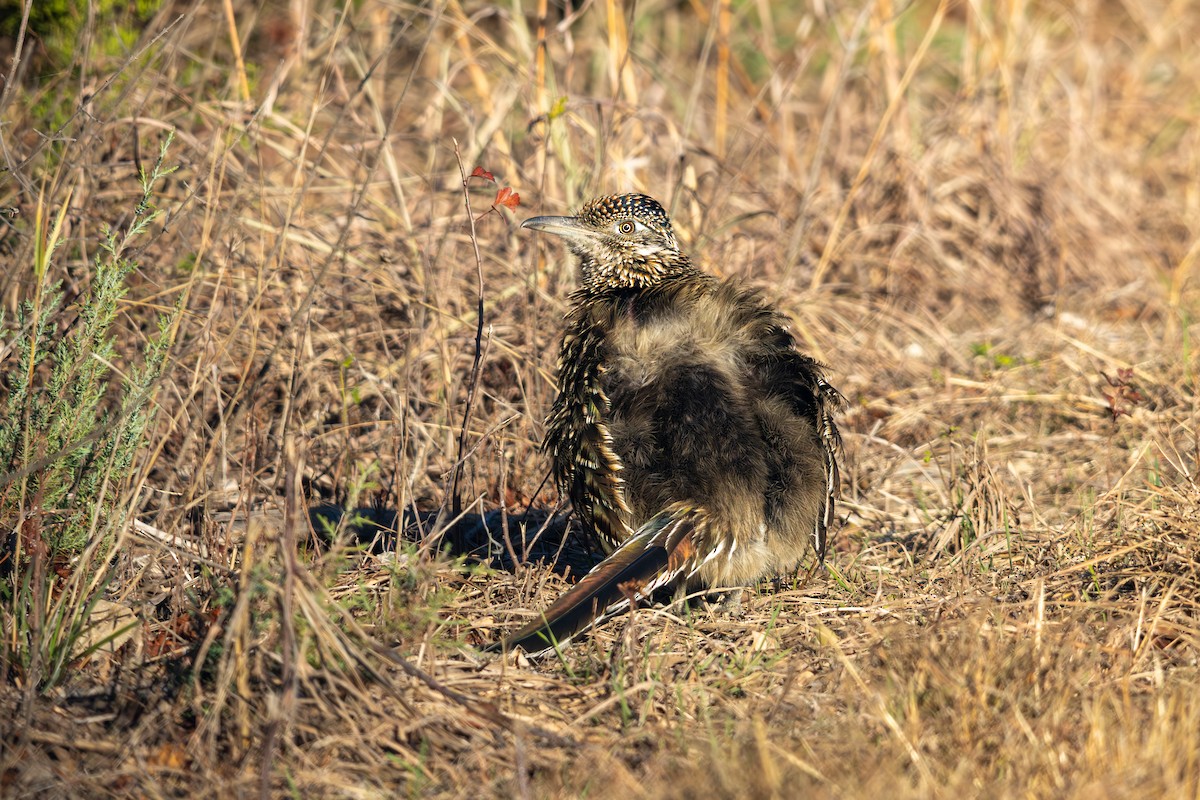 Büyük Yerkoşarı - ML646754449