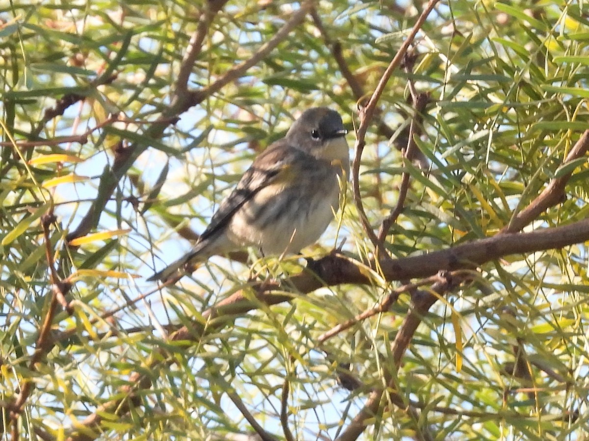Yellow-rumped Warbler - ML646754457