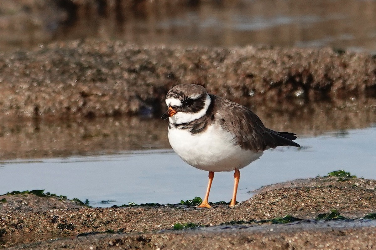 ハジロコチドリ - ML646754458