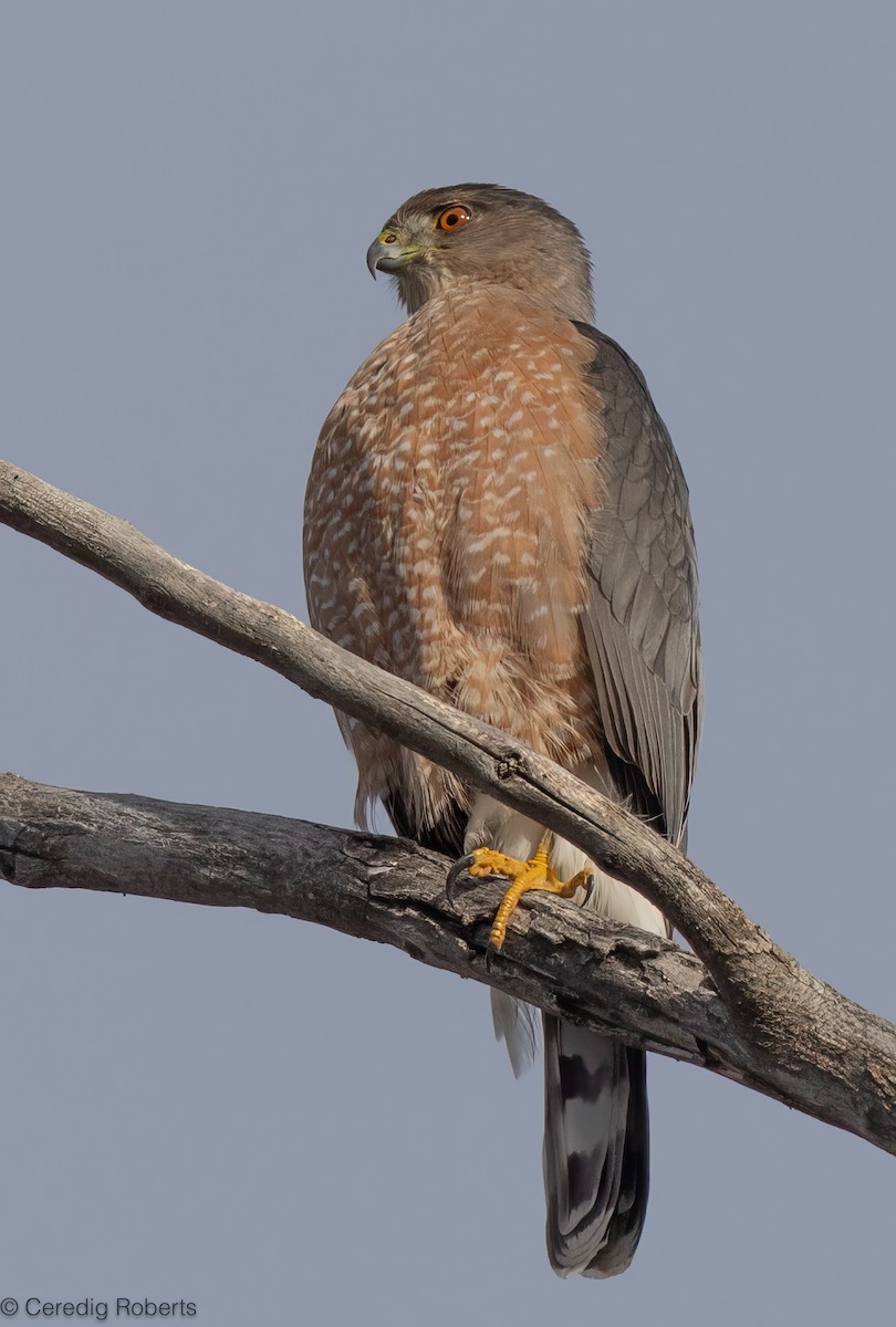 Cooper's Hawk - ML646754460